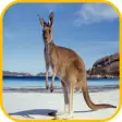 Icon of program: Kangaroo Wallpaper