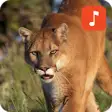 Icon of program: Cougar Sound Effects